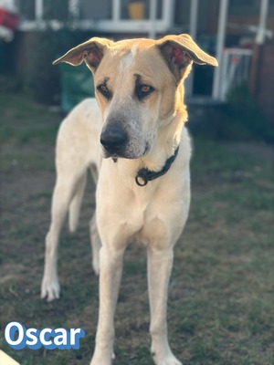 Oscar, Herdi-Mix - Rüde