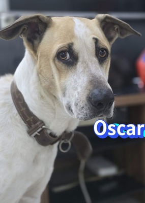 Oscar, Herdi-Mix - Rüde