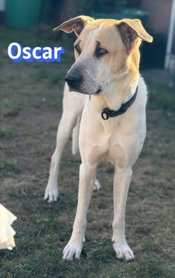 Oscar, Herdi-Mix - Rüde