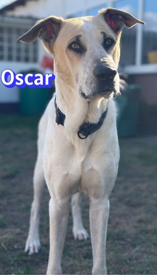 Oscar, Herdi-Mix - Rüde