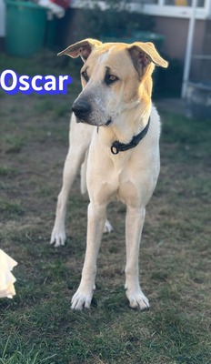Oscar, Herdi-Mix - Rüde