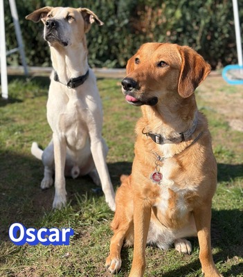 Oscar, Herdi-Mix - Rüde
