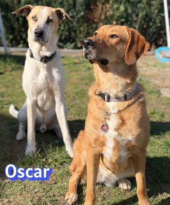 Oscar, Herdi-Mix - Rüde