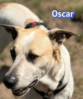 Oscar, Herdi-Mix - Rüde
