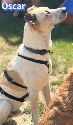 Oscar, Herdi-Mix - Rüde