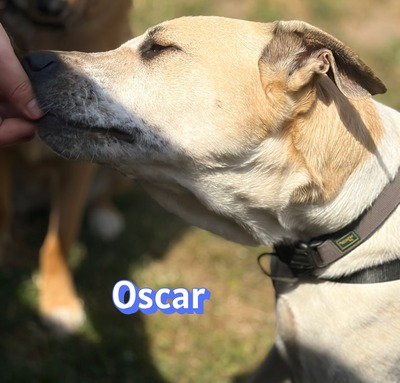 Oscar, Herdi-Mix - Rüde