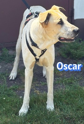 Oscar, Herdi-Mix - Rüde