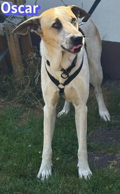 Oscar, Herdi-Mix - Rüde