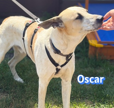 Oscar, Herdi-Mix - Rüde