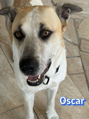 Oscar, Herdi-Mix - Rüde