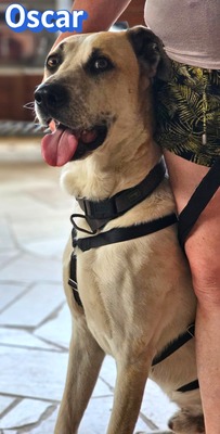 Oscar, Herdi-Mix - Rüde
