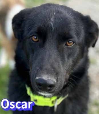 Oscar, Labrador - Rüde