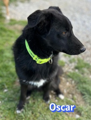 Oscar, Labrador - Rüde