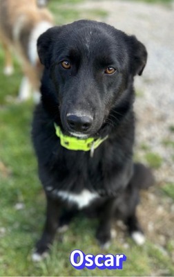 Oscar, Labrador - Rüde