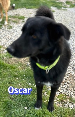 Oscar, Labrador - Rüde