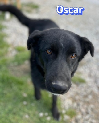 Oscar, Labrador - Rüde