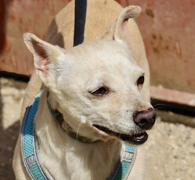 Oscar, Mix - Rüde