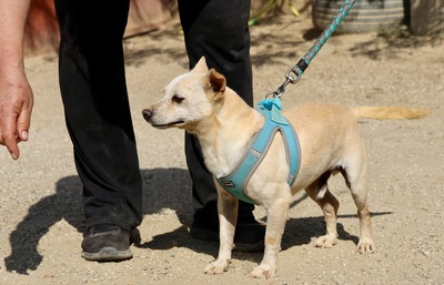 Oscar, Mix - Rüde