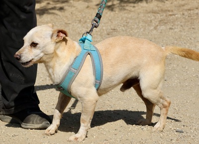 Oscar, Mix - Rüde