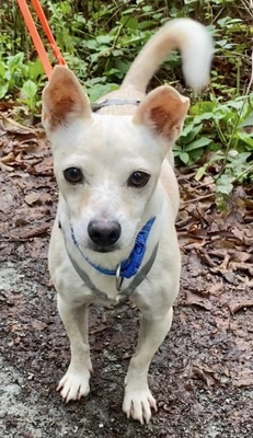 Oscar, Mix - Rüde