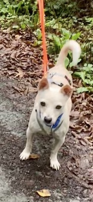 Oscar, Mix - Rüde