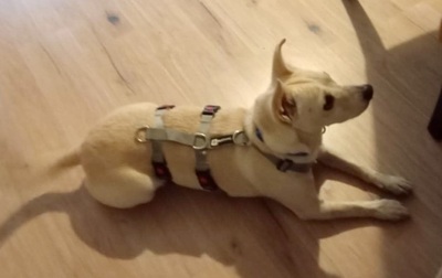 Oscar, Mix - Rüde