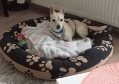 Oscar, Mix - Rüde