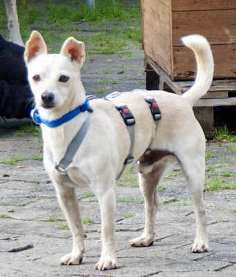 Oscar, Mix - Rüde