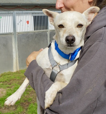 Oscar, Mix - Rüde