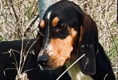 Oscar - Tapferer Hundemann, ca. 2 Jahre, Mischling - Rüde