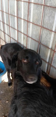 Oscar – der Gentlemen mit den weißen Socken