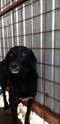 Oscar – der Gentlemen mit den weißen Socken, Mischling - Rüde