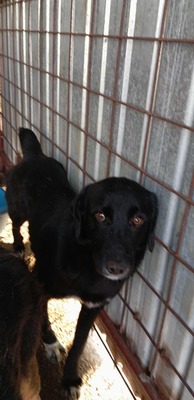 Oscar – der Gentlemen mit den weißen Socken, Mischling - Rüde