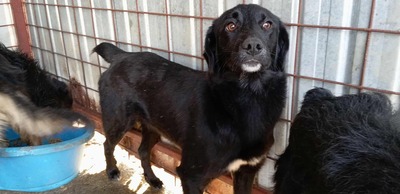 Oscar – der Gentlemen mit den weißen Socken, Mischling - Rüde