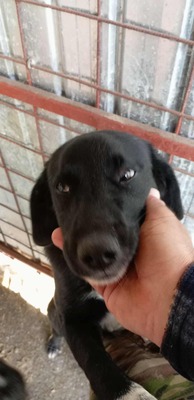 Oscar – der Gentlemen mit den weißen Socken, Mischling - Rüde