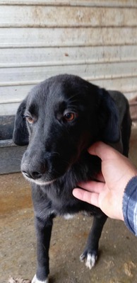 Oscar – der Gentlemen mit den weißen Socken, Mischling - Rüde