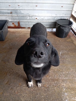 Oscar – der Gentlemen mit den weißen Socken, Mischling - Rüde