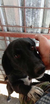 Oscar – der Gentlemen mit den weißen Socken, Mischling - Rüde