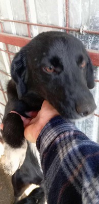 Oscar – der Gentlemen mit den weißen Socken, Mischling - Rüde