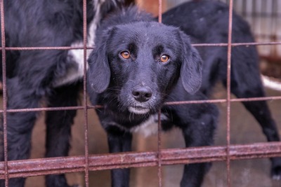 Oscar – der Gentlemen mit den weißen Socken, Mischling - Rüde