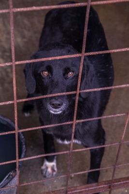 Oscar – der Gentlemen mit den weißen Socken, Mischling - Rüde