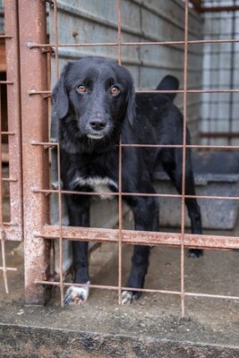 Oscar – der Gentlemen mit den weißen Socken, Mischling - Rüde