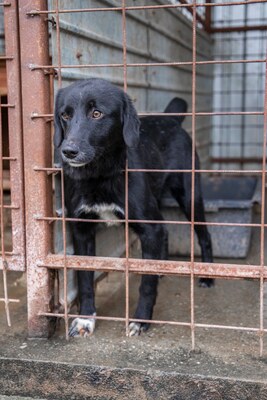 Oscar – der Gentlemen mit den weißen Socken, Mischling - Rüde