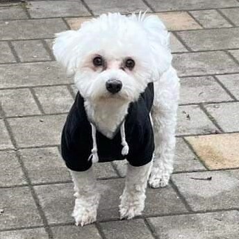 😍Oscar ist ein 1 Jahr alter Malteser Rüde, der von seinem Besitzer abgegeben wurde💥, Malteser - Rüde