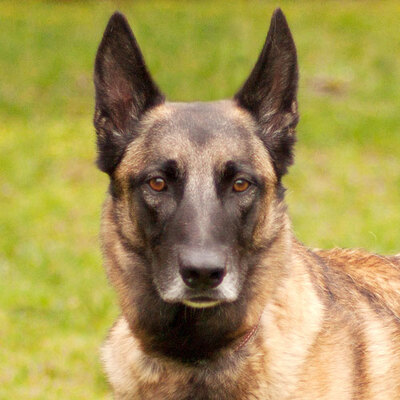 Osi, Malinois - Rüde