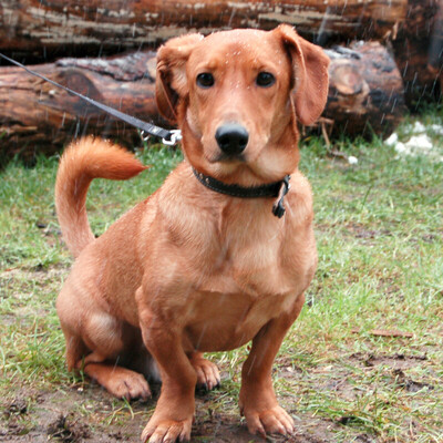 Osio, Dackel-Mix - Rüde