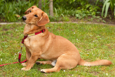 Osio, Dackel-Mix - Rüde