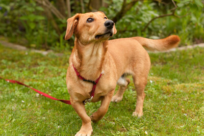 Osio, Dackel-Mix - Rüde