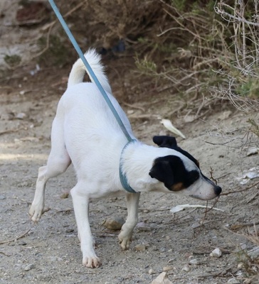 Oskar, Bodeguero Andaluz - Rüde