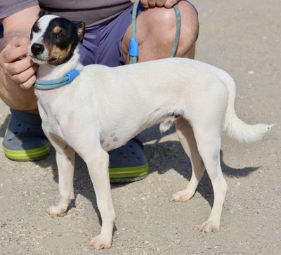 Oskar, Bodeguero Andaluz - Rüde